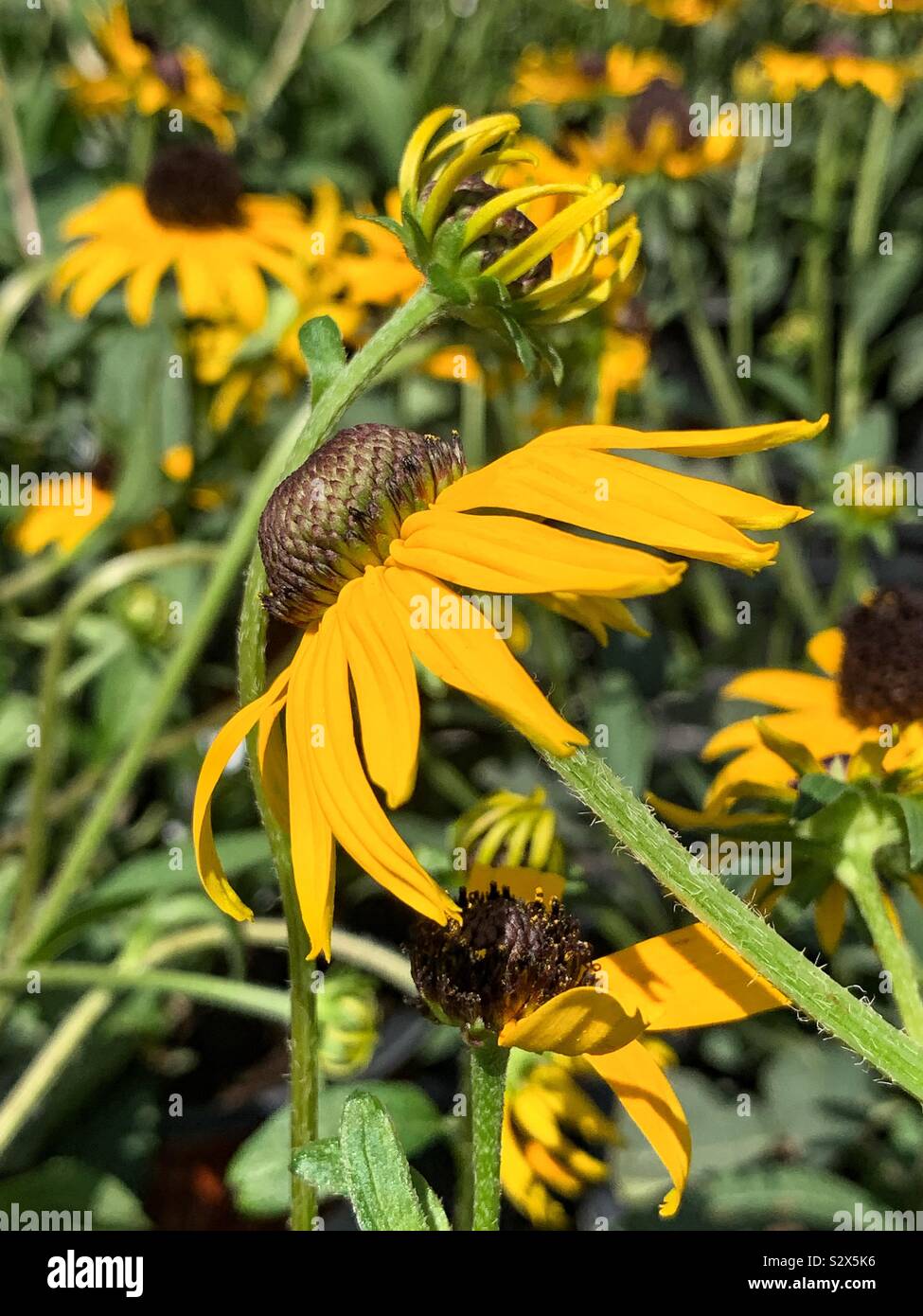 Black Eyed Susans wachsen in einem blühenden Garten, brown-Eyed Susan, braun Betty, gloriosa Daisy, golden Jerusalem, Auge des Englischen Stier, schlechte Land Daisy, Daisy Gelb und Gelb ox-eye Daisy Stockfoto