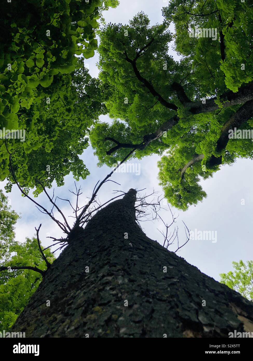 Baum grünen Himmel Stockfoto