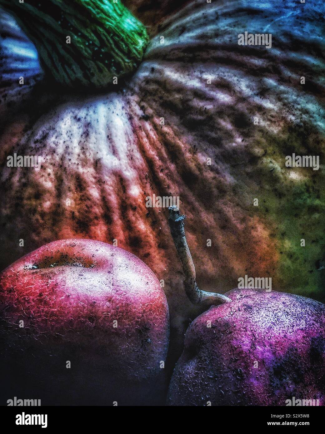 Herbst Ernte. - Smartphone-aufgenommenes Stockfoto