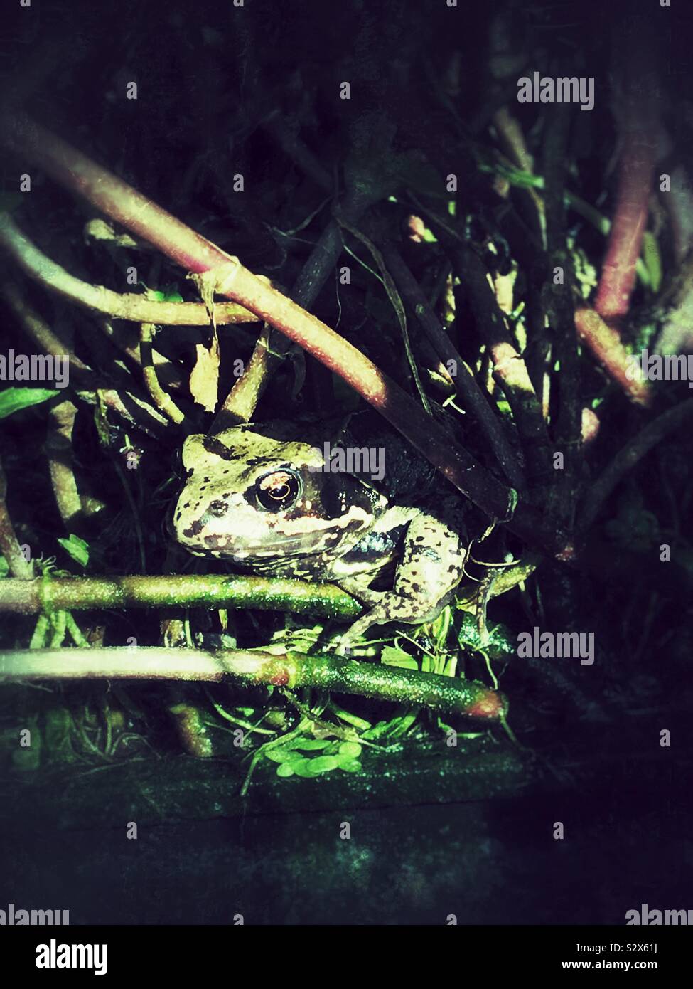Gemeinsame Frosch im Teich UK - Smartphone-aufgenommenes Stockfoto