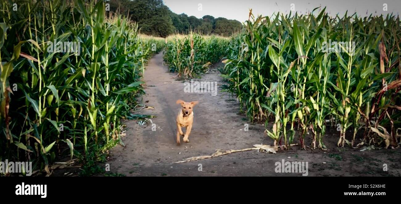 Hund läuft durch Kornfeld Stockfoto