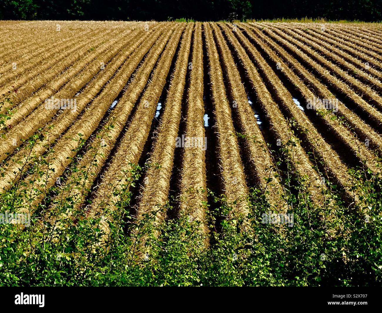 Parallele Linien in einem landwirtschaftlichen Gebiet in Suffolk. Stockfoto