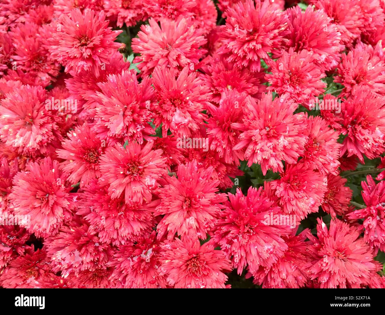 Chrysantheme-Blumen Stockfoto
