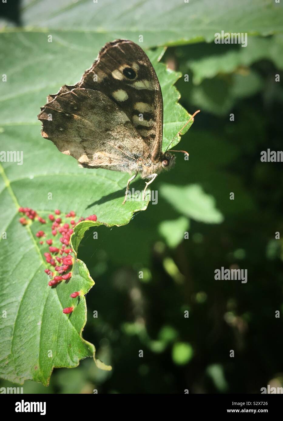 Schmetterling und Eier auf einem grünen Blatt in England Stockfoto