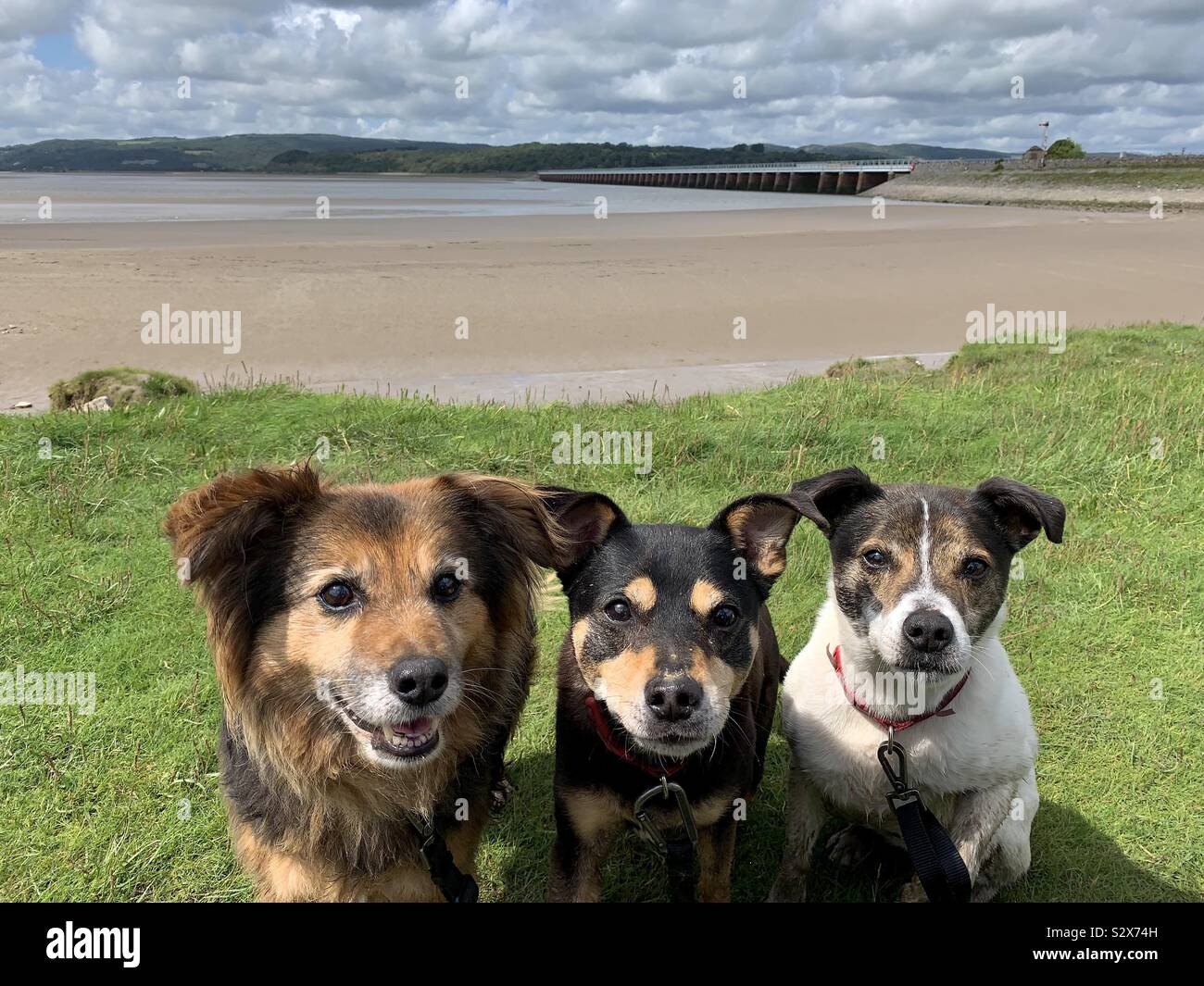 Drei Hunde an Seite starb schauen in die Kamera mit einem Sandstrand hinter Ihnen Stockfoto