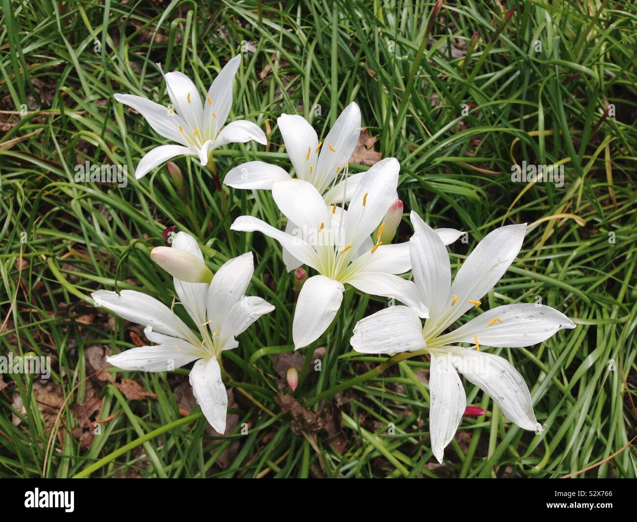 Eine Reihe von weißen Blumen namens Atamasco Lilie oder Regen Lily sind immer in der Nähe des Ozeans in Myrtle Beach, South Carolina. Zephyranthes atamasca sind native auf den Südosten der Vereinigten Staaten. Stockfoto