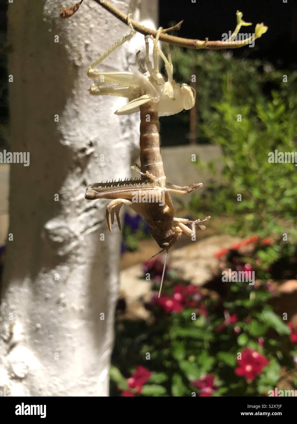Wiedergeburt eines Bug auf einen Baum Stockfoto