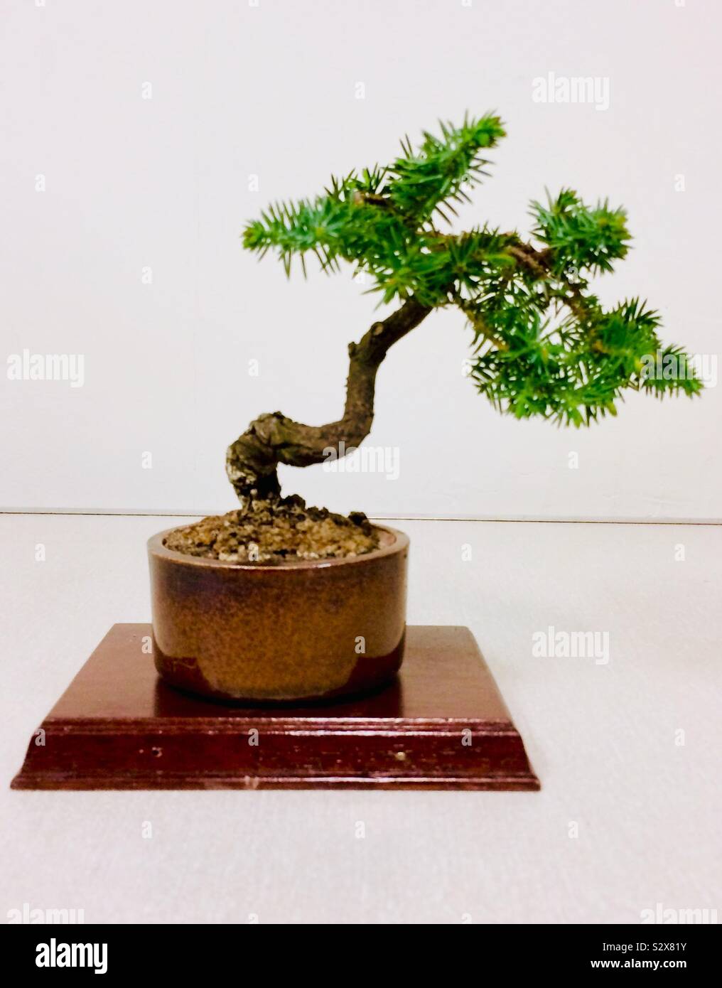 Bonsai-Baum Stockfoto