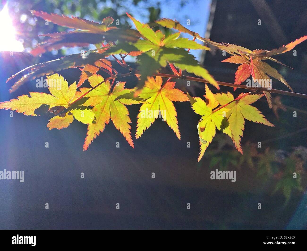 Acer Blätter an einem Baum in Japan Stockfoto