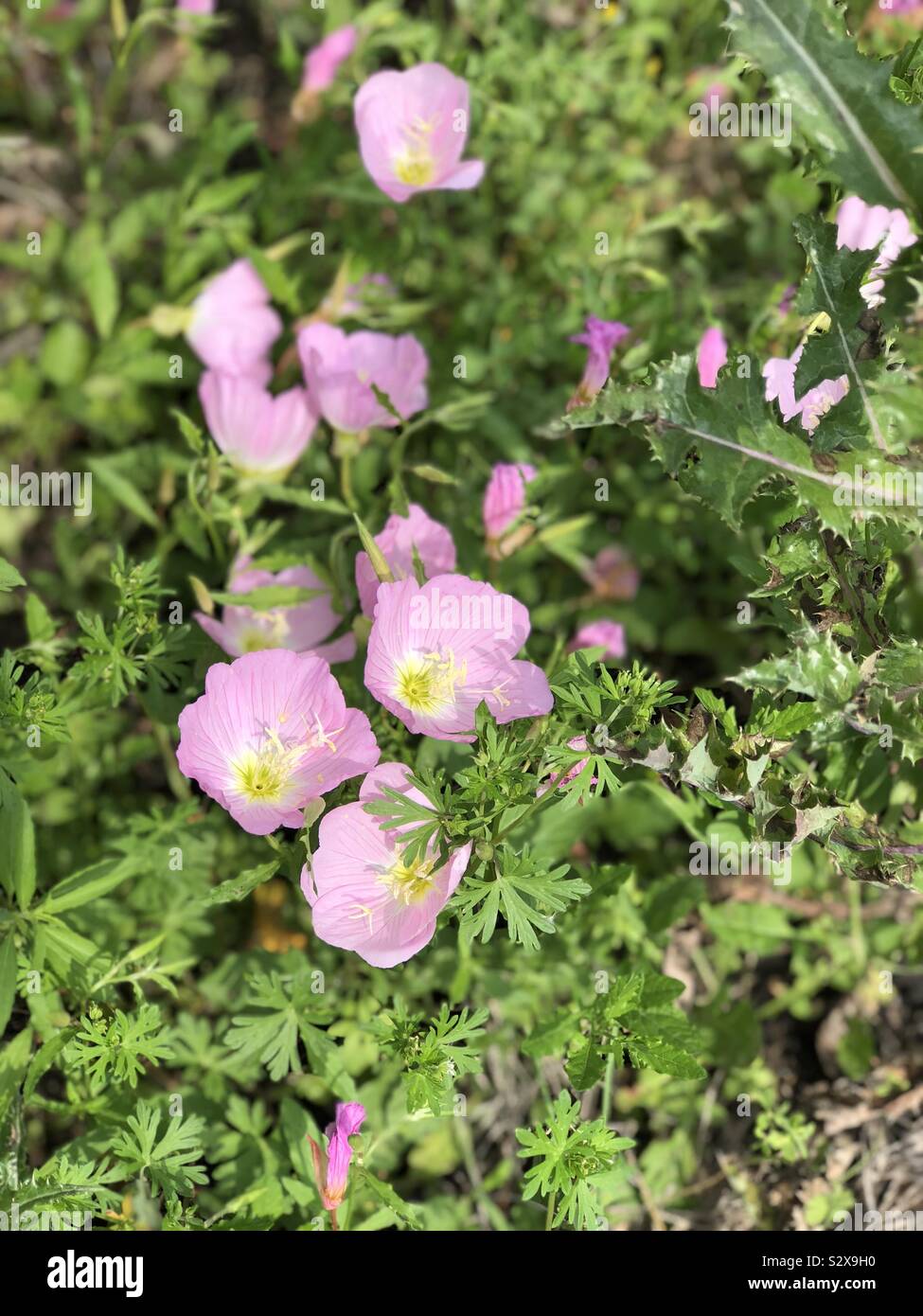 Nachtkerzenöl in der Wildnis. Wilde rosa Blüten im natürlichen Lebensraum. Essbare Blüten auf dem Bauernhof. Natürliche essbaren wilden Blumen in Weide Felder. Stockfoto