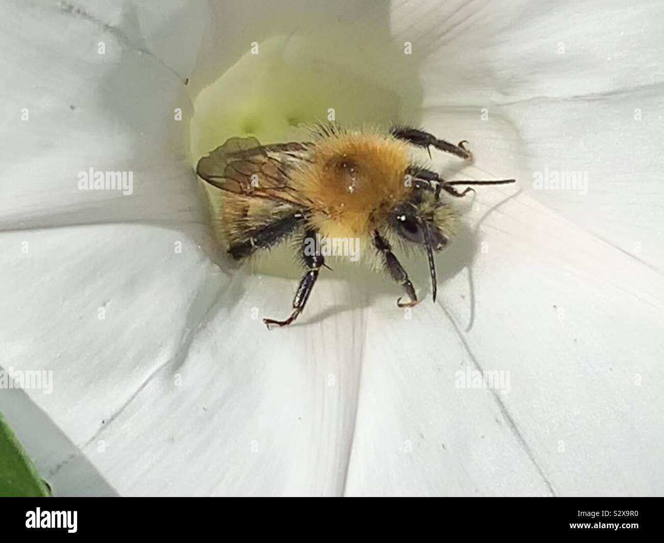 Geflügelte Insekten in einem weißen convulvulous Blume Stockfoto