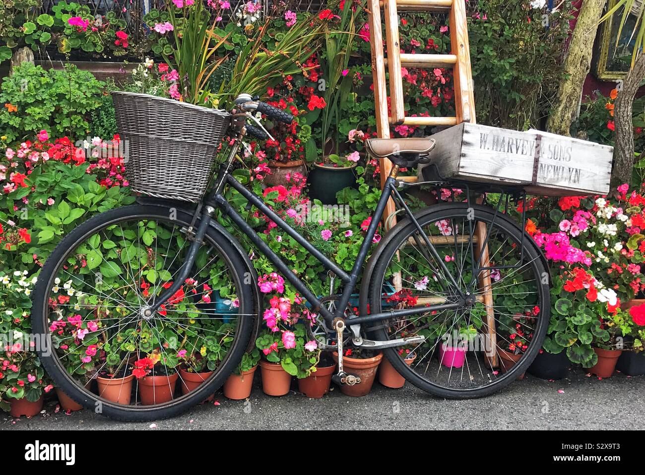 Fahrrad mit einem Korb vorne und Holzkisten hinten vor einem Haus mit Topfpflanzen - Smartphone-aufgenommenes Stockfoto