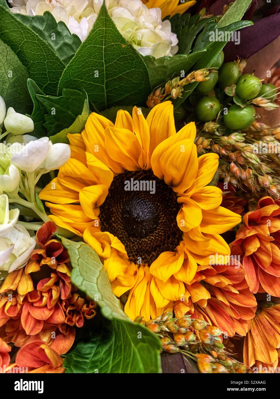 Schöne Sonnenblumen Bouquet. Stockfoto