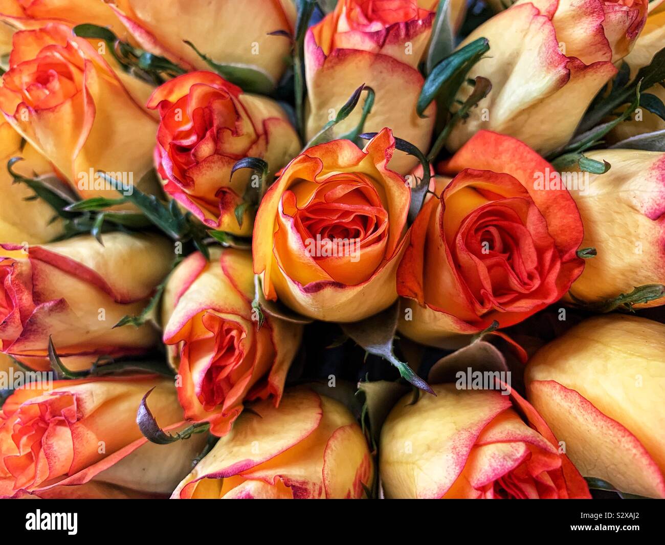 Schönen Blumenstrauß der frischen gelben Rosen mit einem Hauch von Orange. Stockfoto