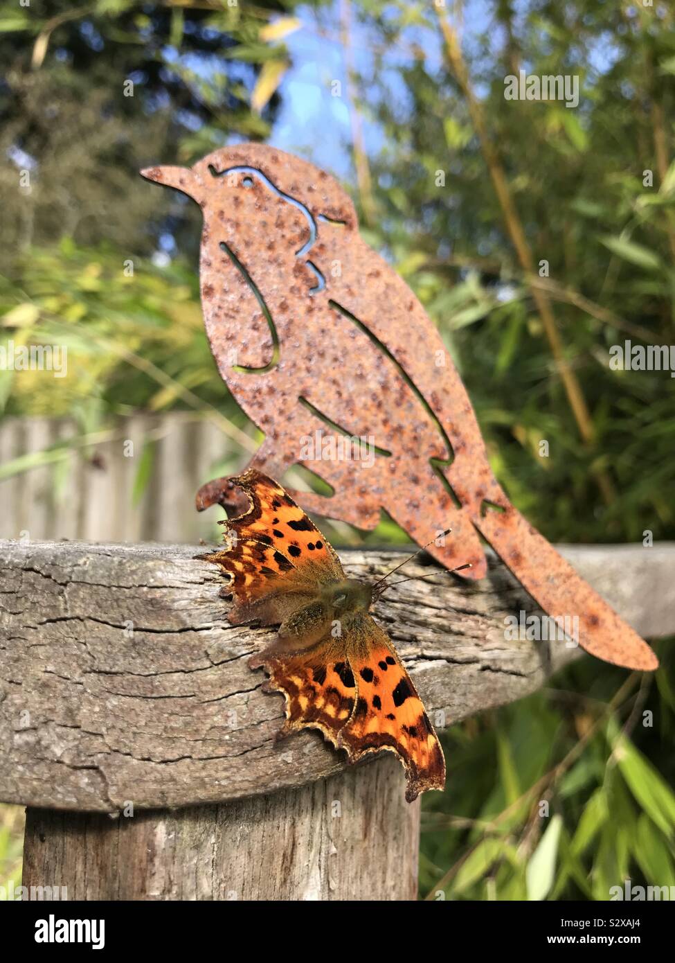 Komma Schmetterling auf einer Eiche Bank neben einem rostigen Vogel Skulptur Stockfoto