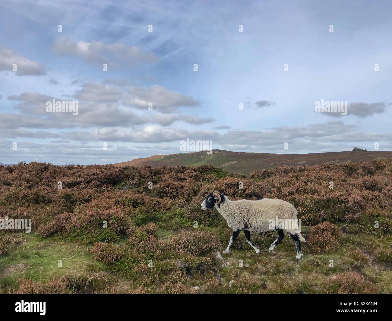 Eine ram auf Derwent Kante, Peak District National Park, Großbritannien - Smartphone-aufgenommenes Stockfoto