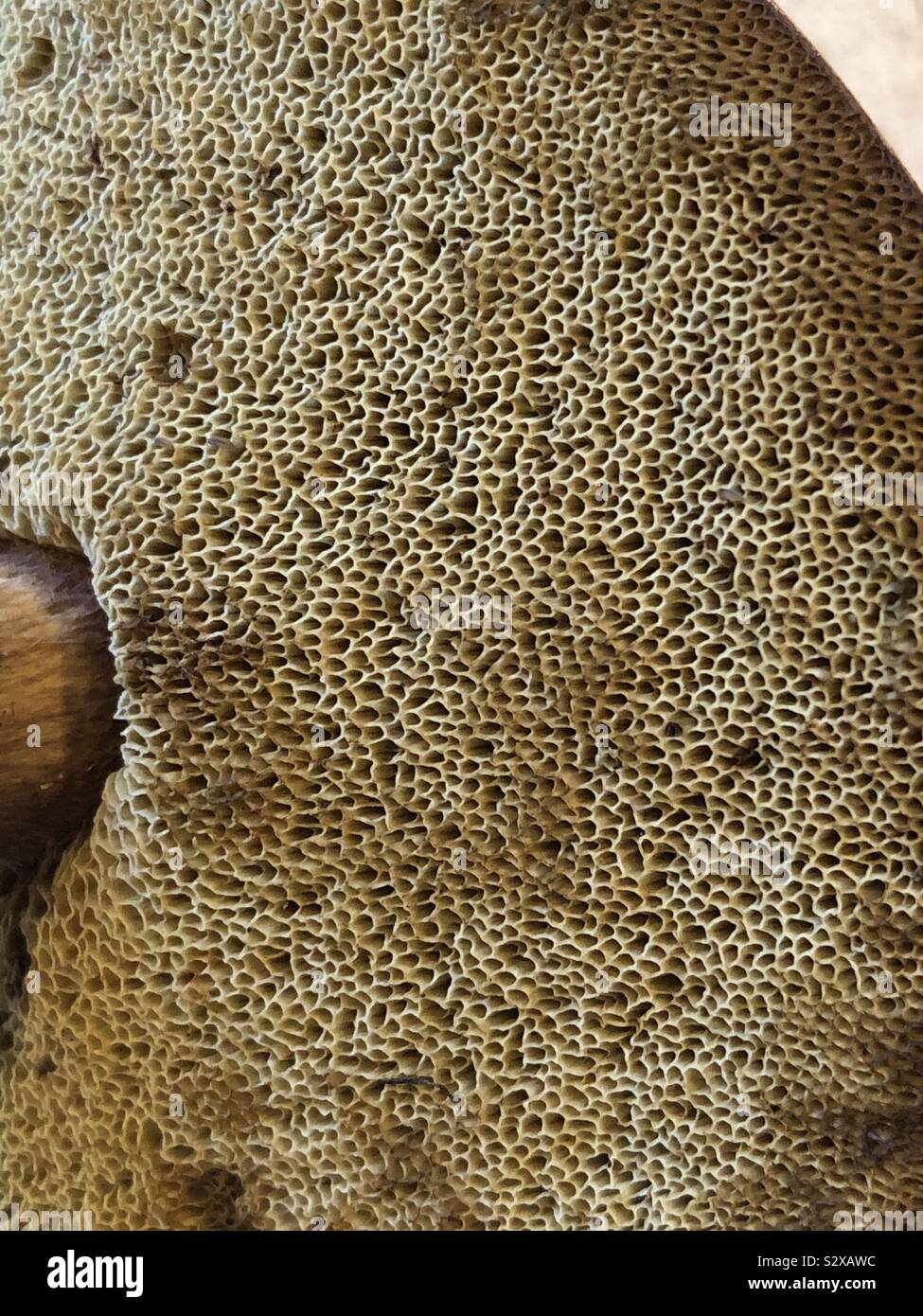 Nahaufnahme der Poren auf der Unterseite eines bolette Pilz Stockfoto