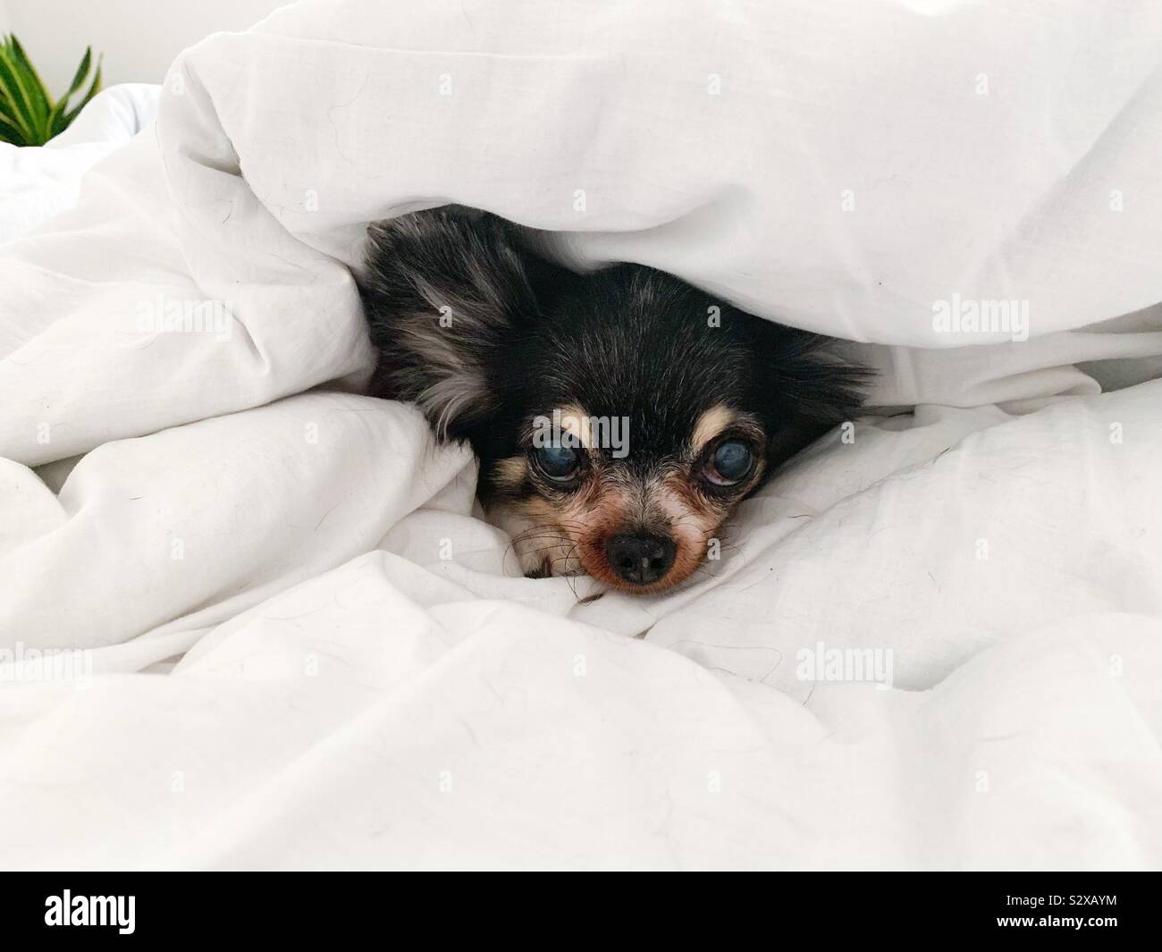 Ein chihuahua Peering aus unter einer Bettdecke Stockfoto