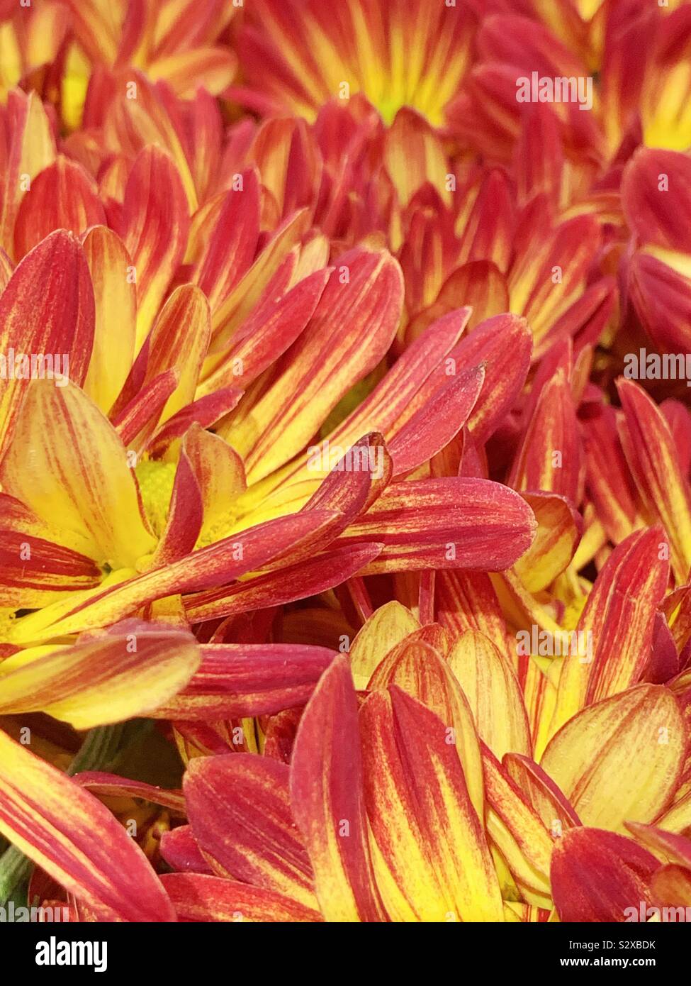 Haufen von schönen roten und gelben Margeriten Blüten. Stockfoto