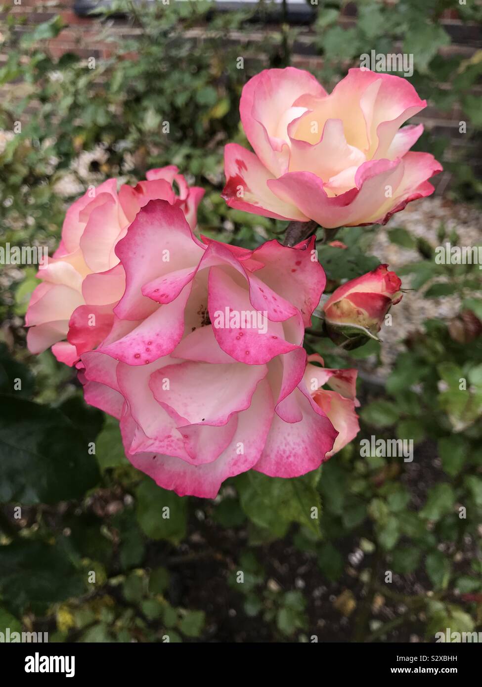 Sommer rosa Rosen Stockfoto