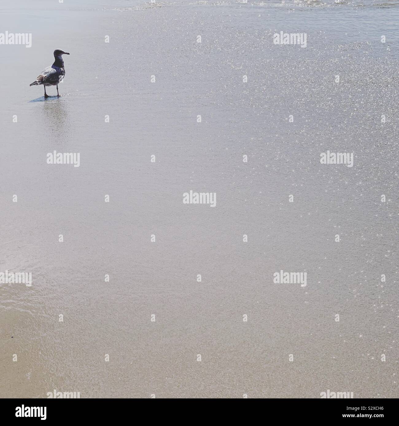 Vogel am Strand Stockfoto