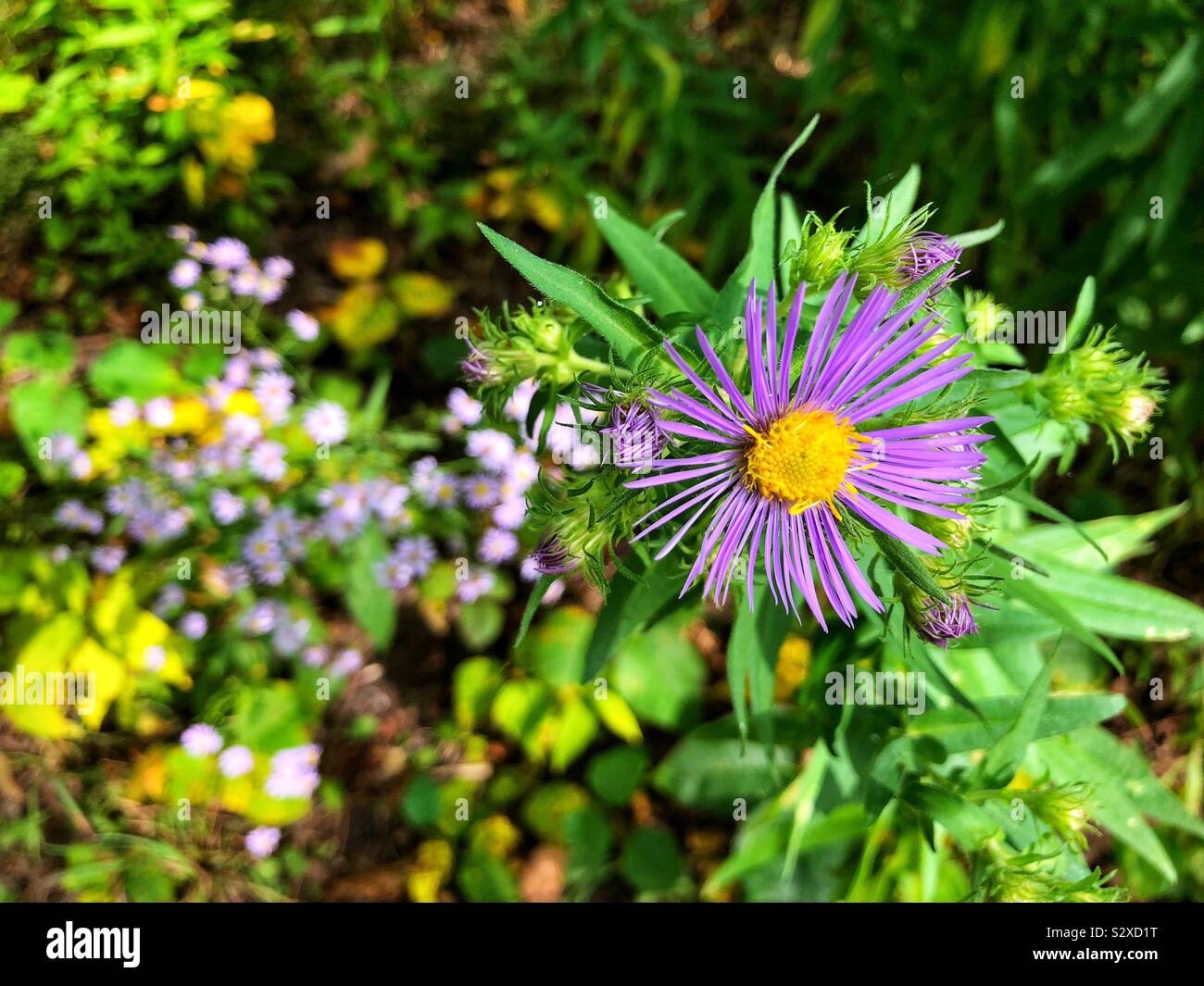 Aus der Natur für den Garten. Stockfoto