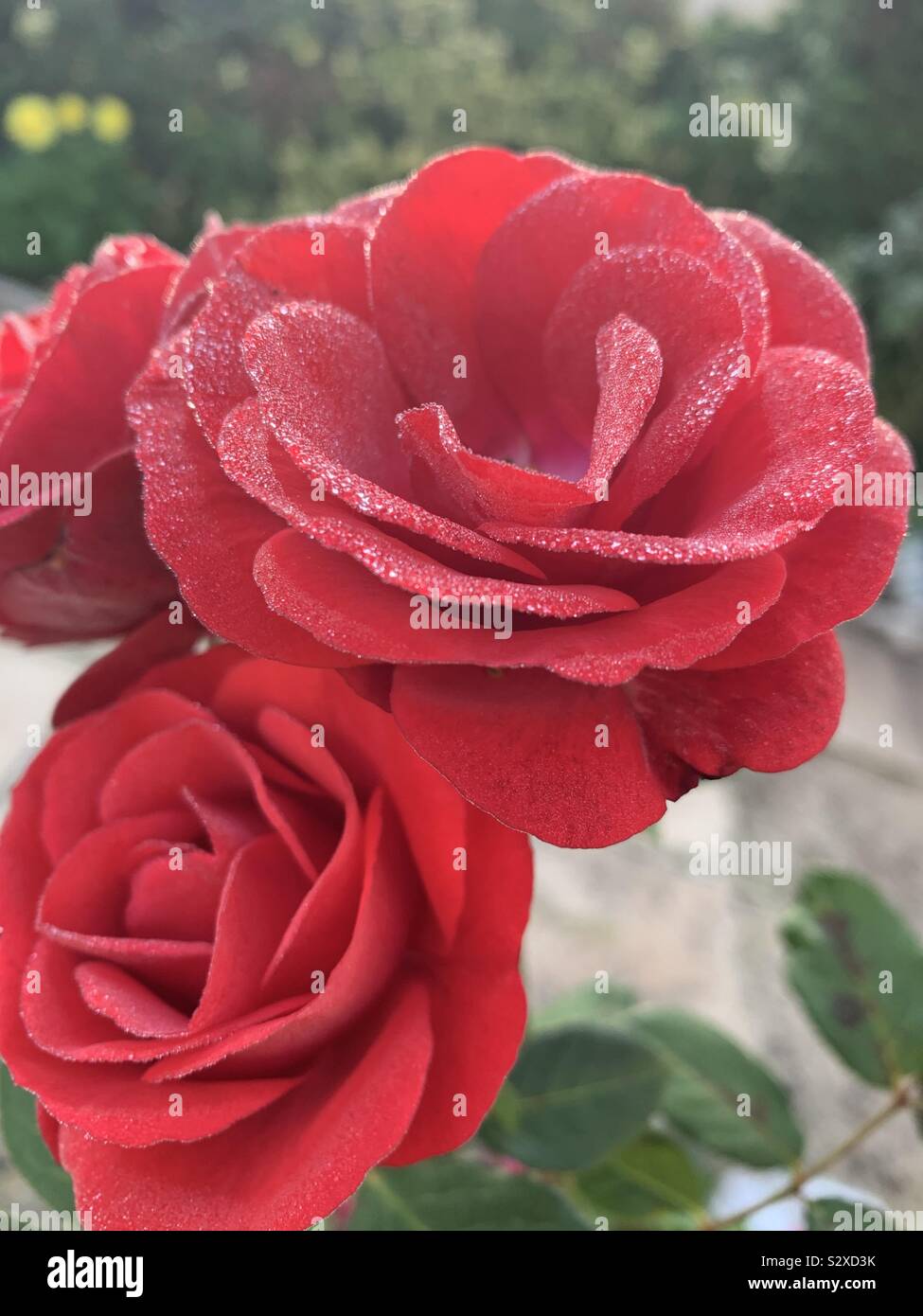 Frosty rose Stockfoto