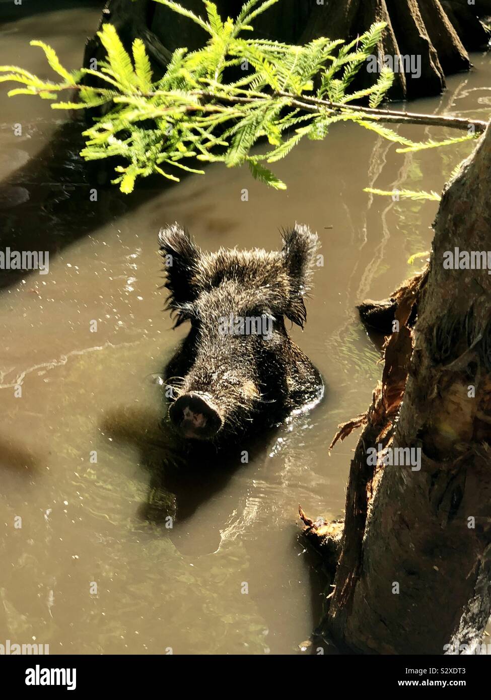 Ein wildes Schwein in leuchtendem Wasser Sumpf. Stockfoto