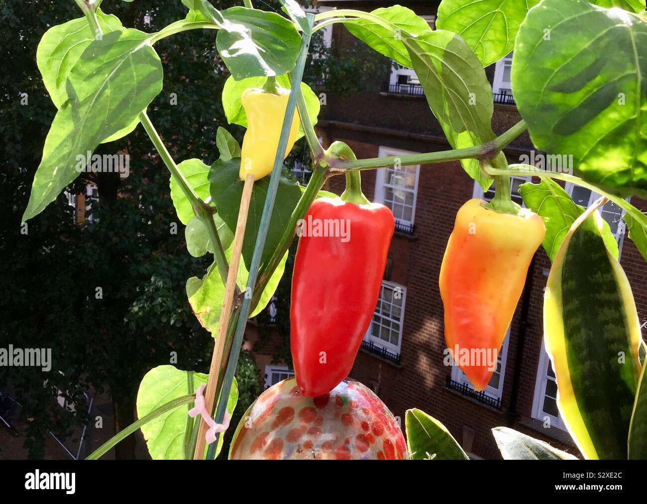 Urban Gardening, Gemüsepaprika oder Paprika ohne brennenden Geschmack Stockfoto