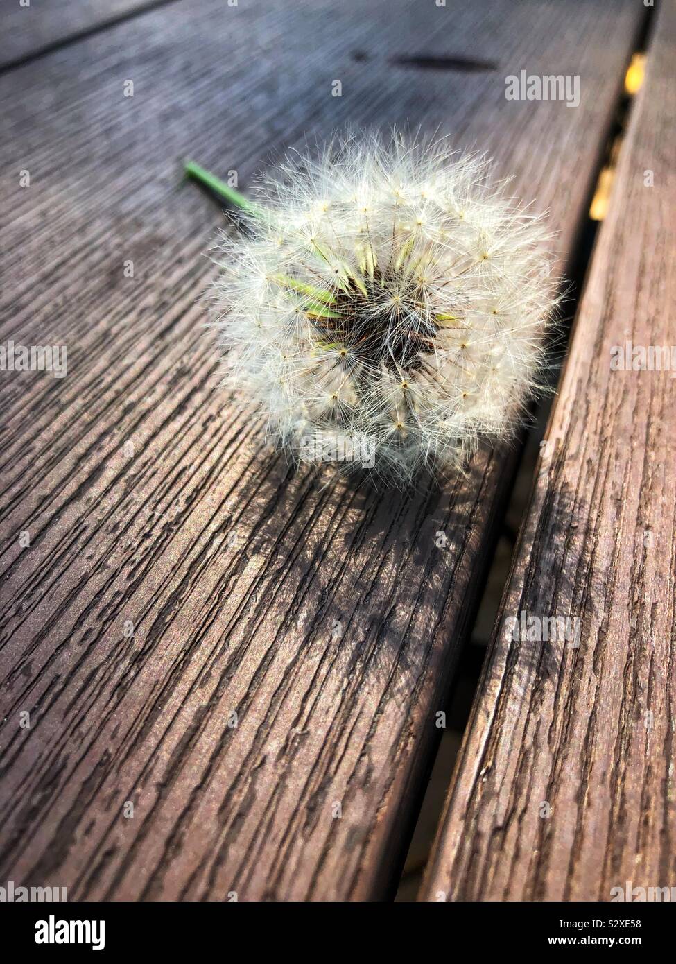 Löwenzahn Flusen Stockfoto