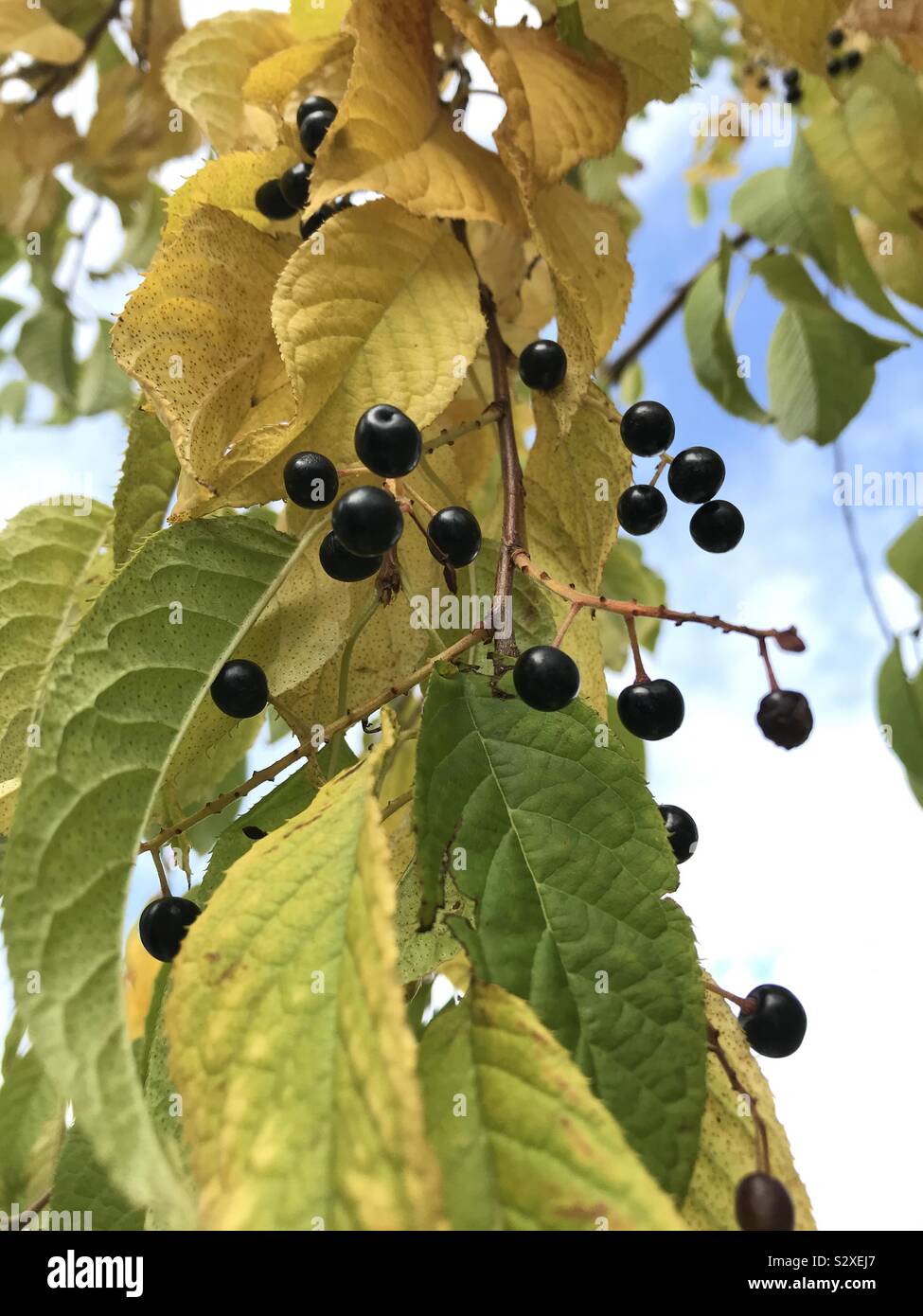 Schwarze Beeren hängen von Filialen auf laubbaum im Herbst, Nordamerika Stockfoto