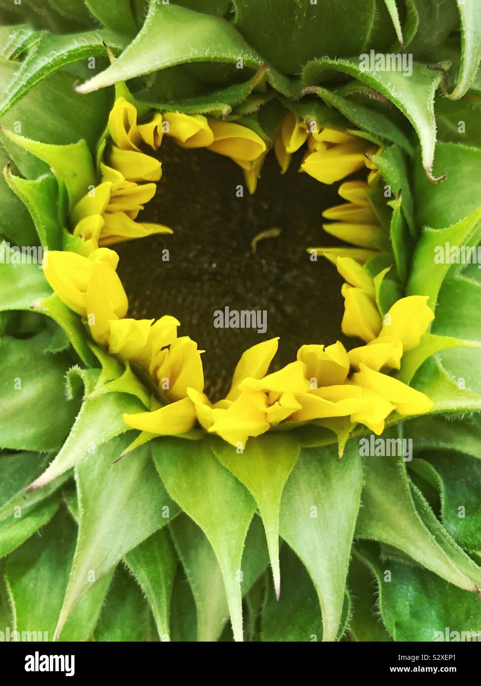 Full Frame von einem schönen Sonnenblumen blühen. - Smartphone-aufgenommenes Stockfoto