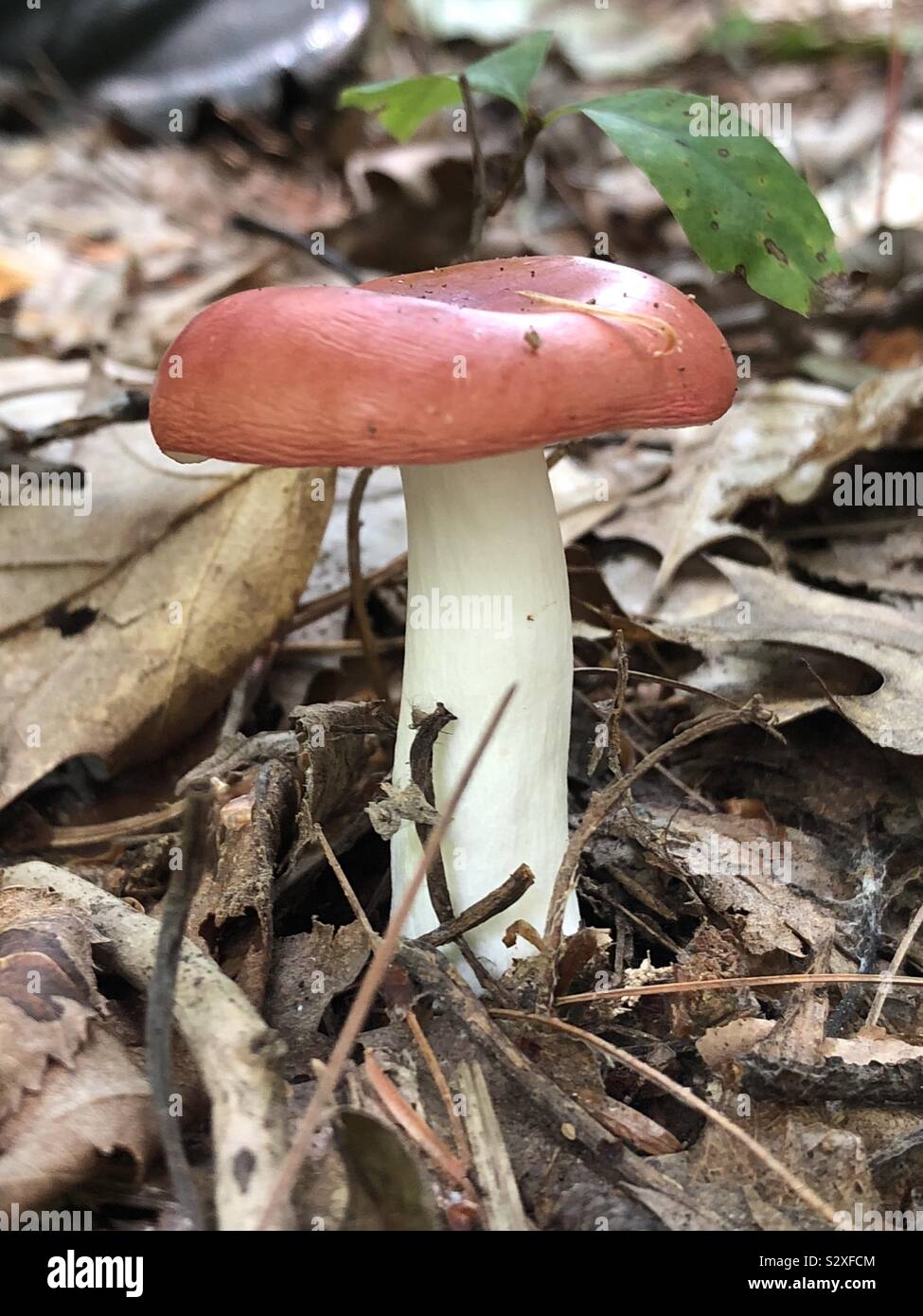 Ein kleiner Pilz mit einem roten Kappe und weißen Stengel wächst in den Wäldern im Herbst Stockfoto