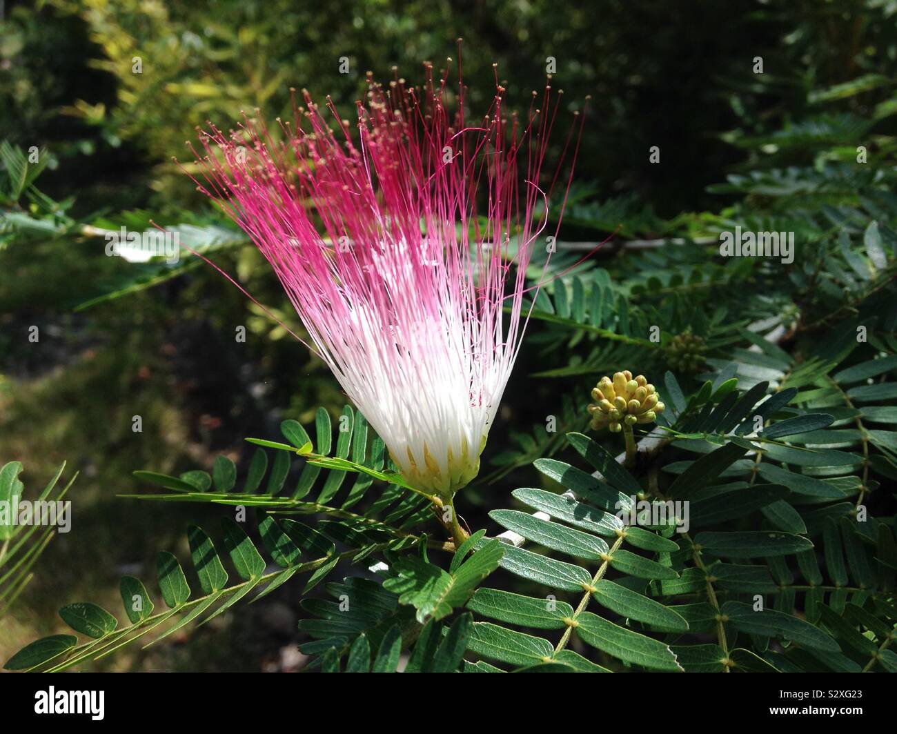 Neu entstandenen rosa und weißen Mimose Blume in Brasilien Stockfoto