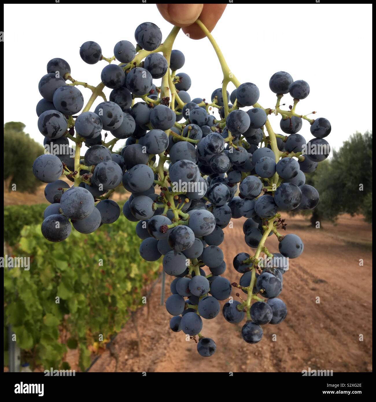 Ernte Mourvèdre Trauben schlechten Obst-set, Katalonien, Spanien. Stockfoto