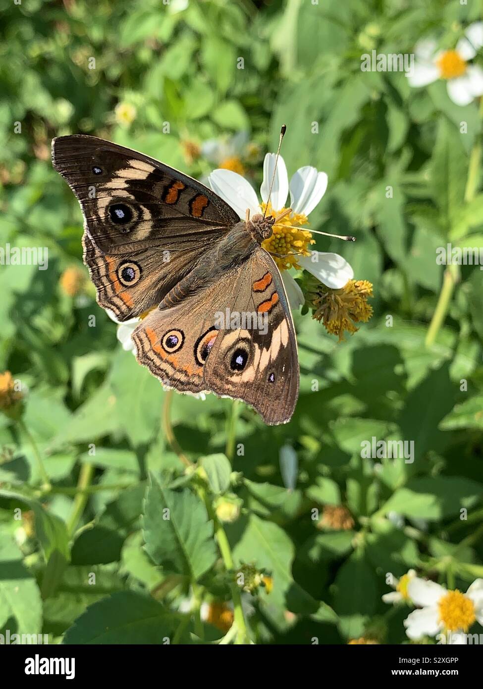 Nahaufnahme der Roßkastanie Schmetterling Fütterung auf Daisy Flowers Stockfoto