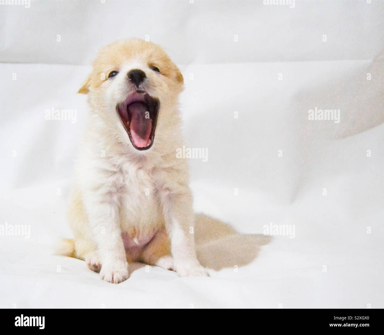 Cute Puppy Gähnen 🐶 Stockfoto
