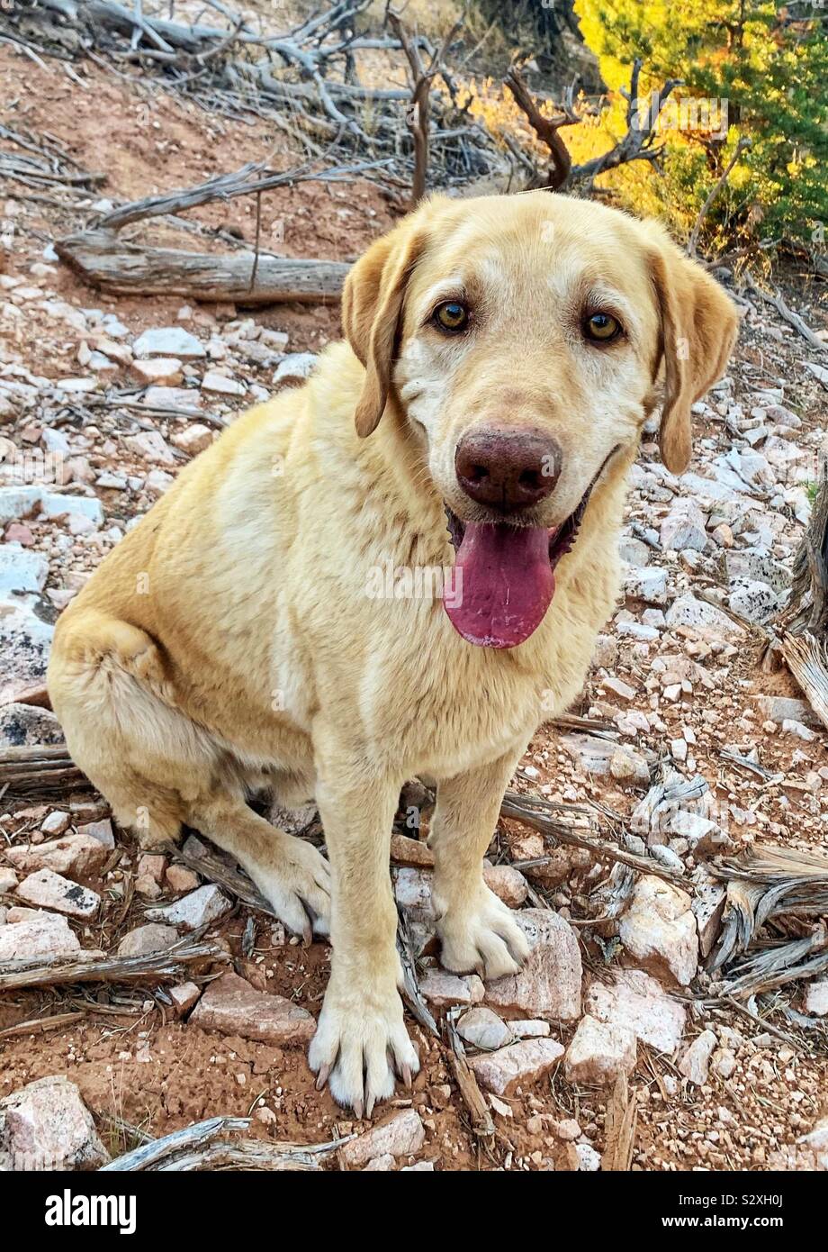 Gelber Labrador Stockfoto