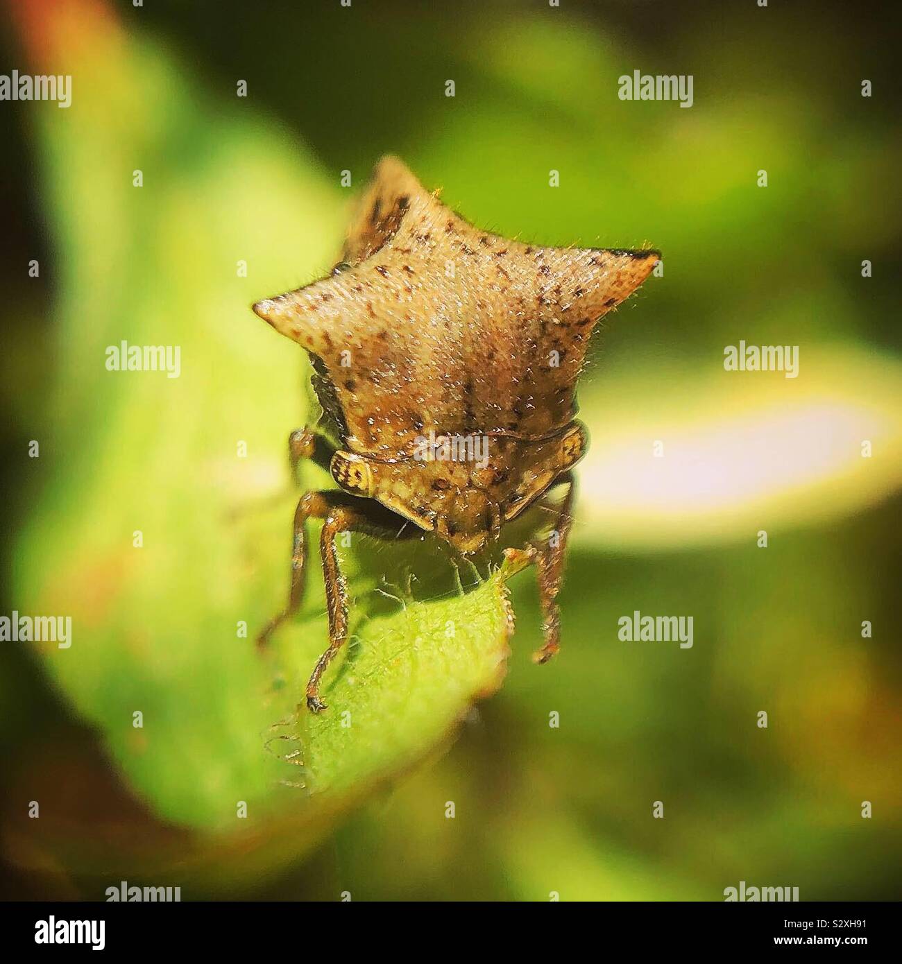 Thorn (treehopper centrotus Dais) Stockfoto