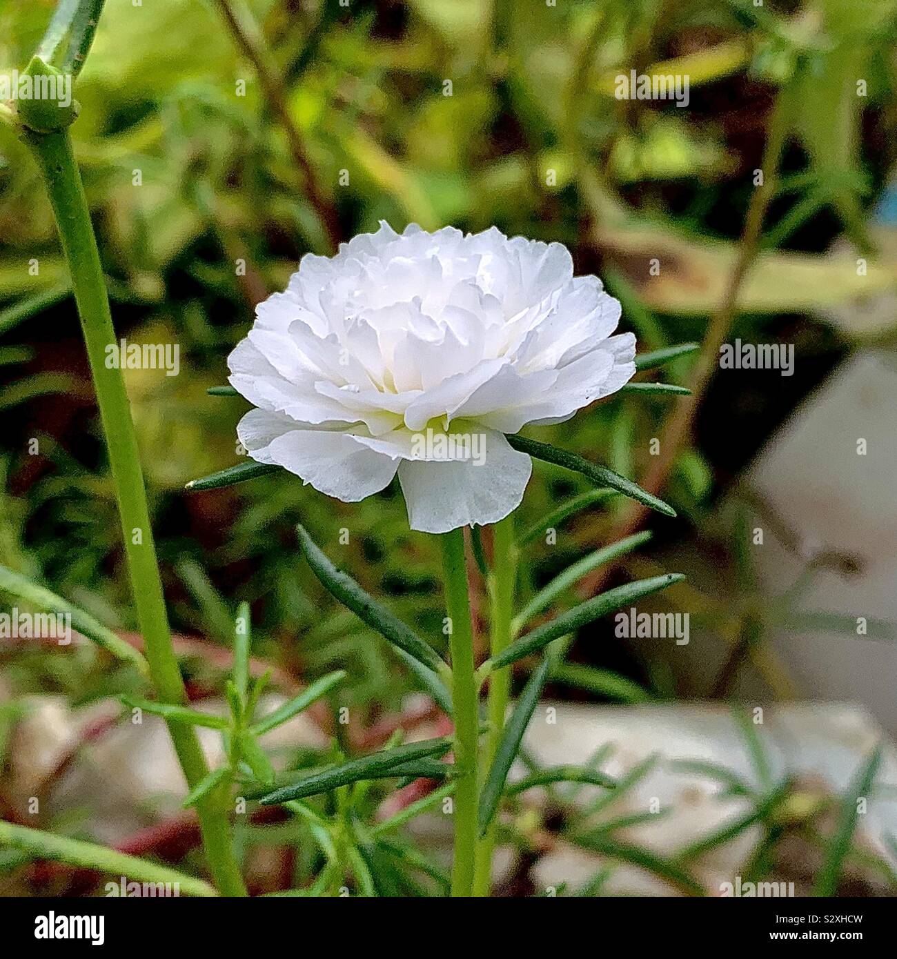 Weiße Blüte mit grünem Blatt Stockfoto