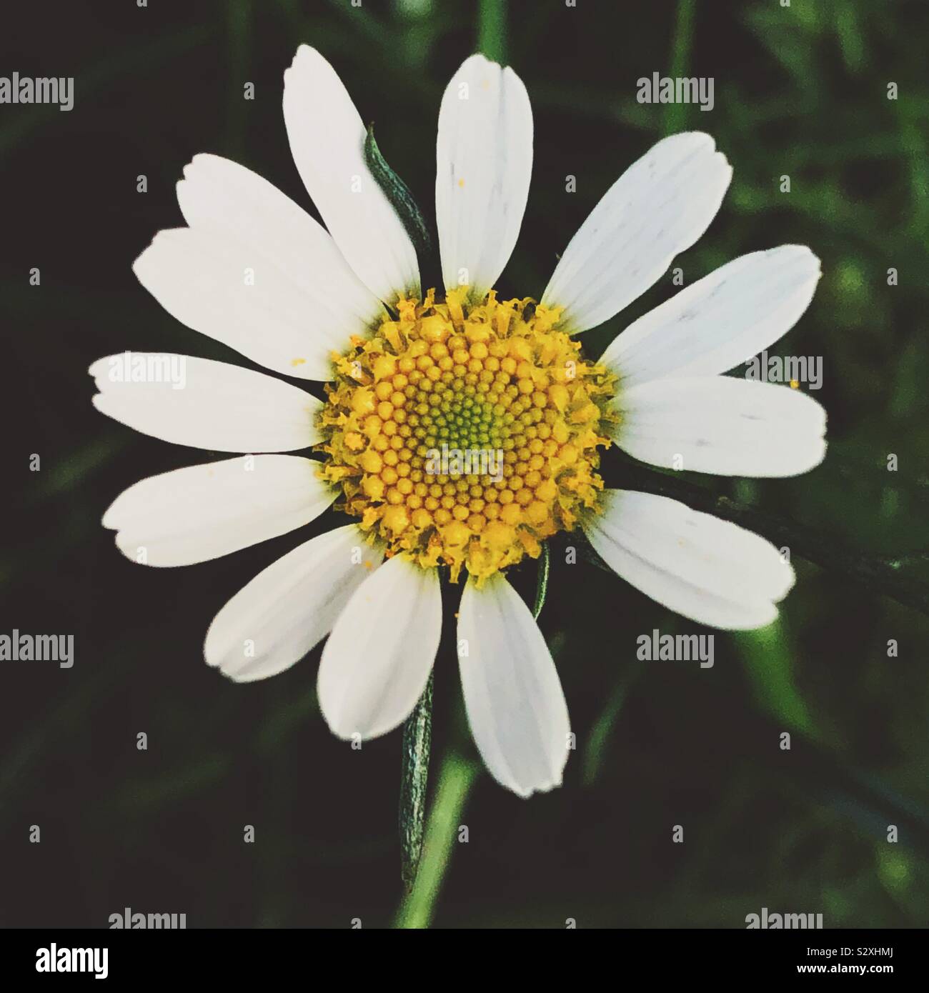 Daisy mit einem Blütenblatt fehlt - Smartphone-aufgenommenes Stockfoto