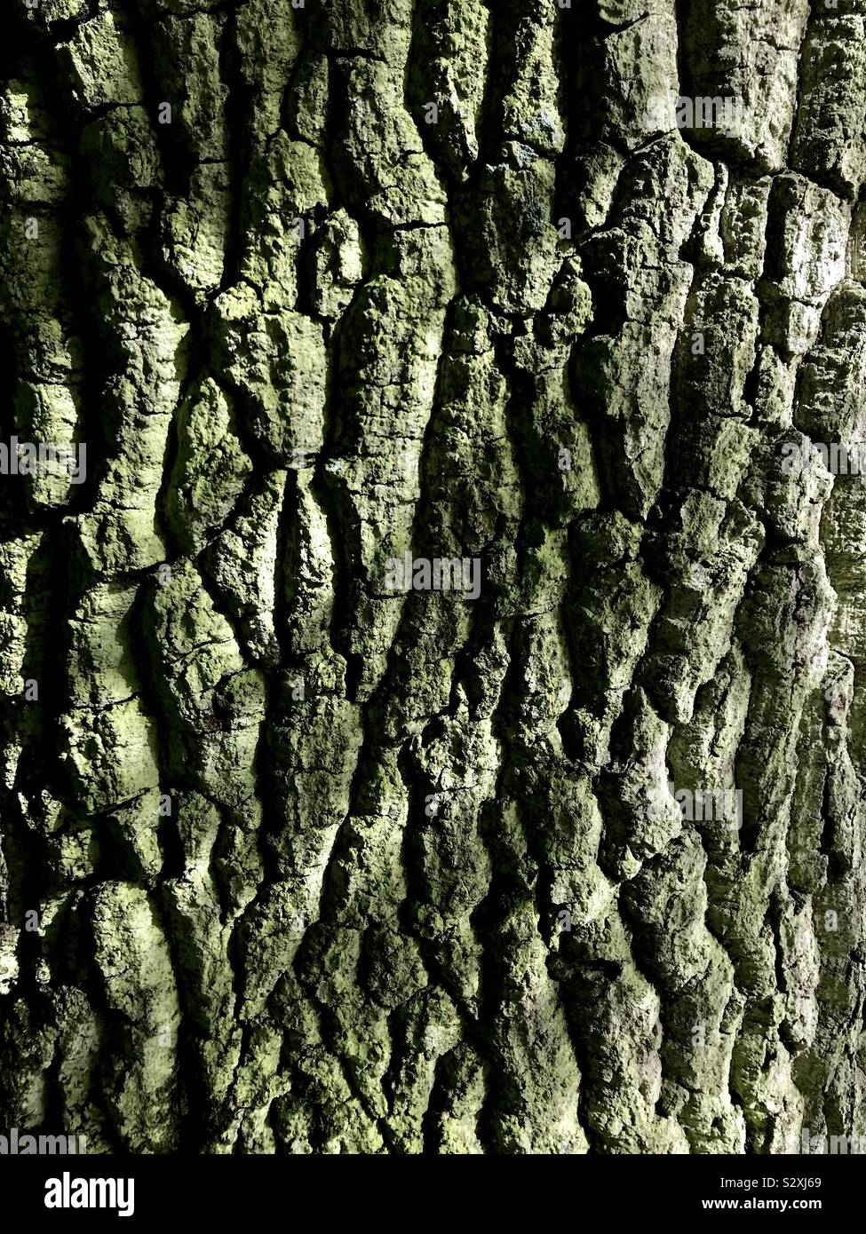 In der Nähe der Rinde Stockfoto