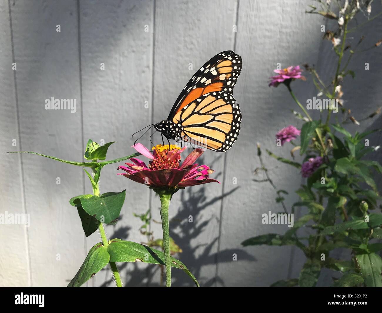 Monarch butterfly auf einem Zinnia Blume Stockfoto