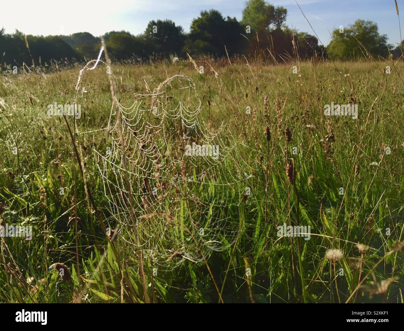 Spinnen Web im Feld in der Morgendämmerung Stockfoto