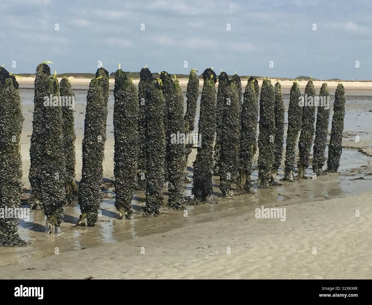 Mussel Pole in Frankreich Stockfoto