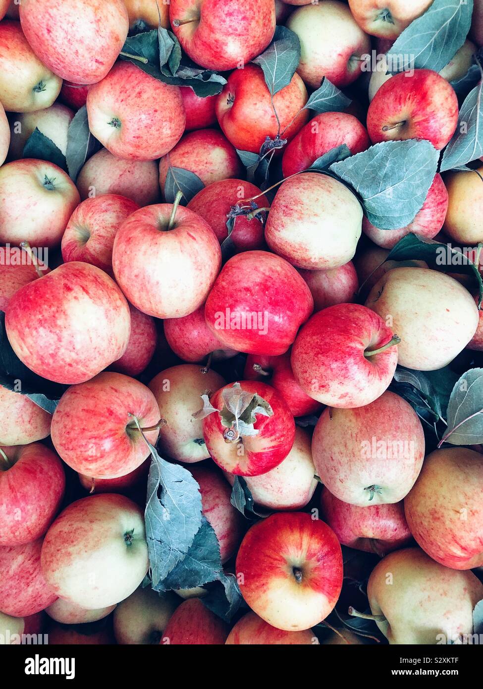 Apple ein Tag wird Ärzte fernhalten - Smartphone-aufgenommenes Stockfoto