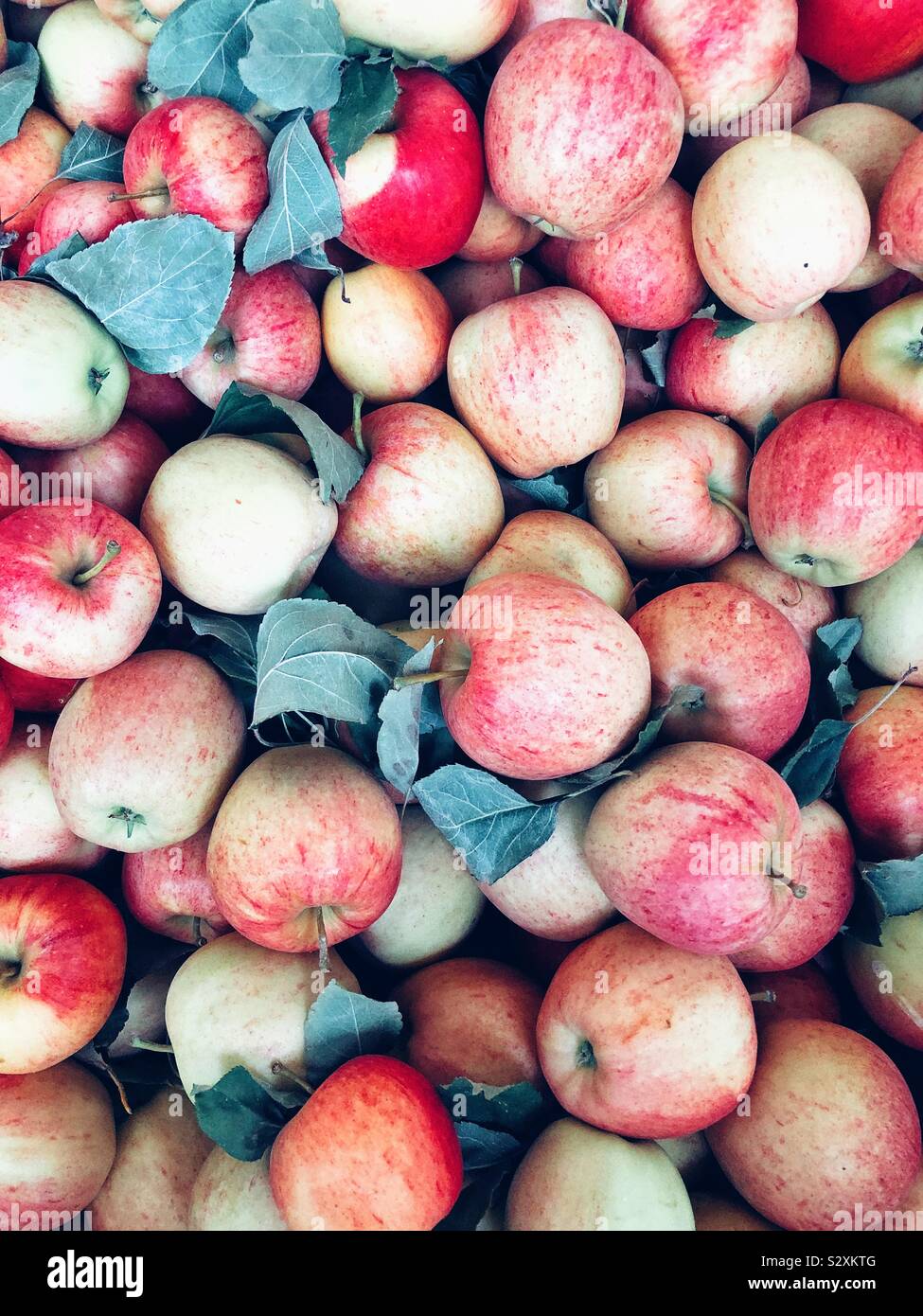 Apple ein Tag wird Ärzte fernhalten Stockfoto