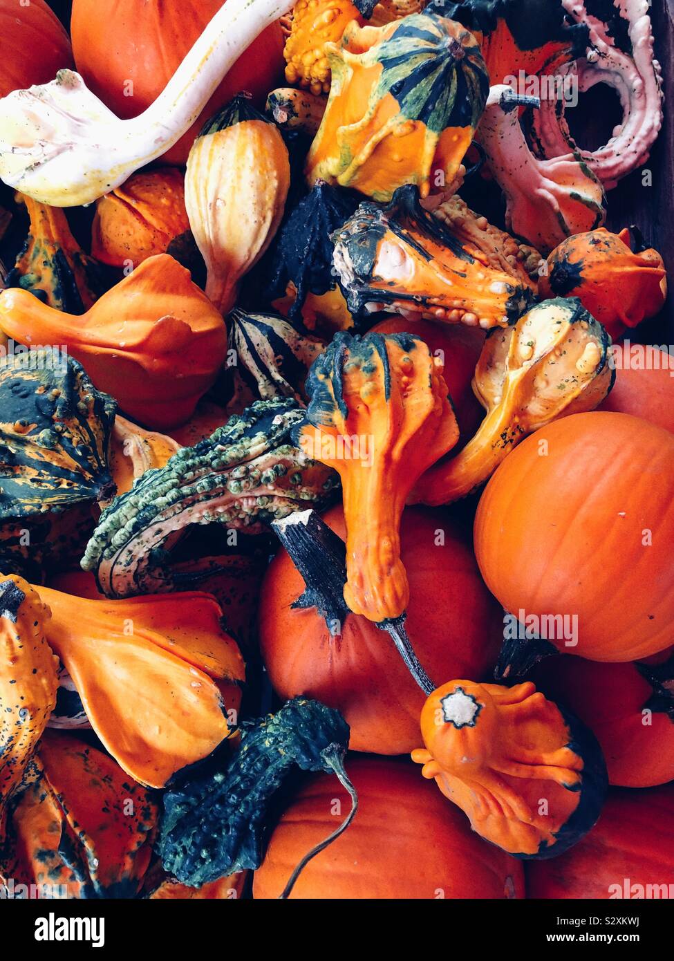 Orange ist für den Herbst Stockfoto