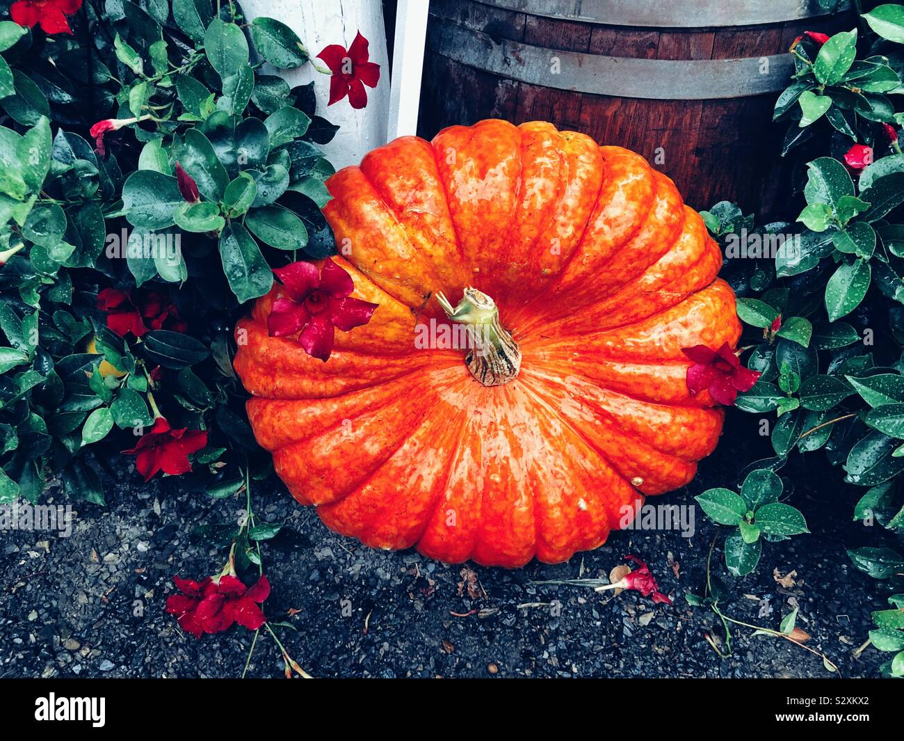 Kürbis auf dem Boden als Dekor für den Herbst Stockfoto