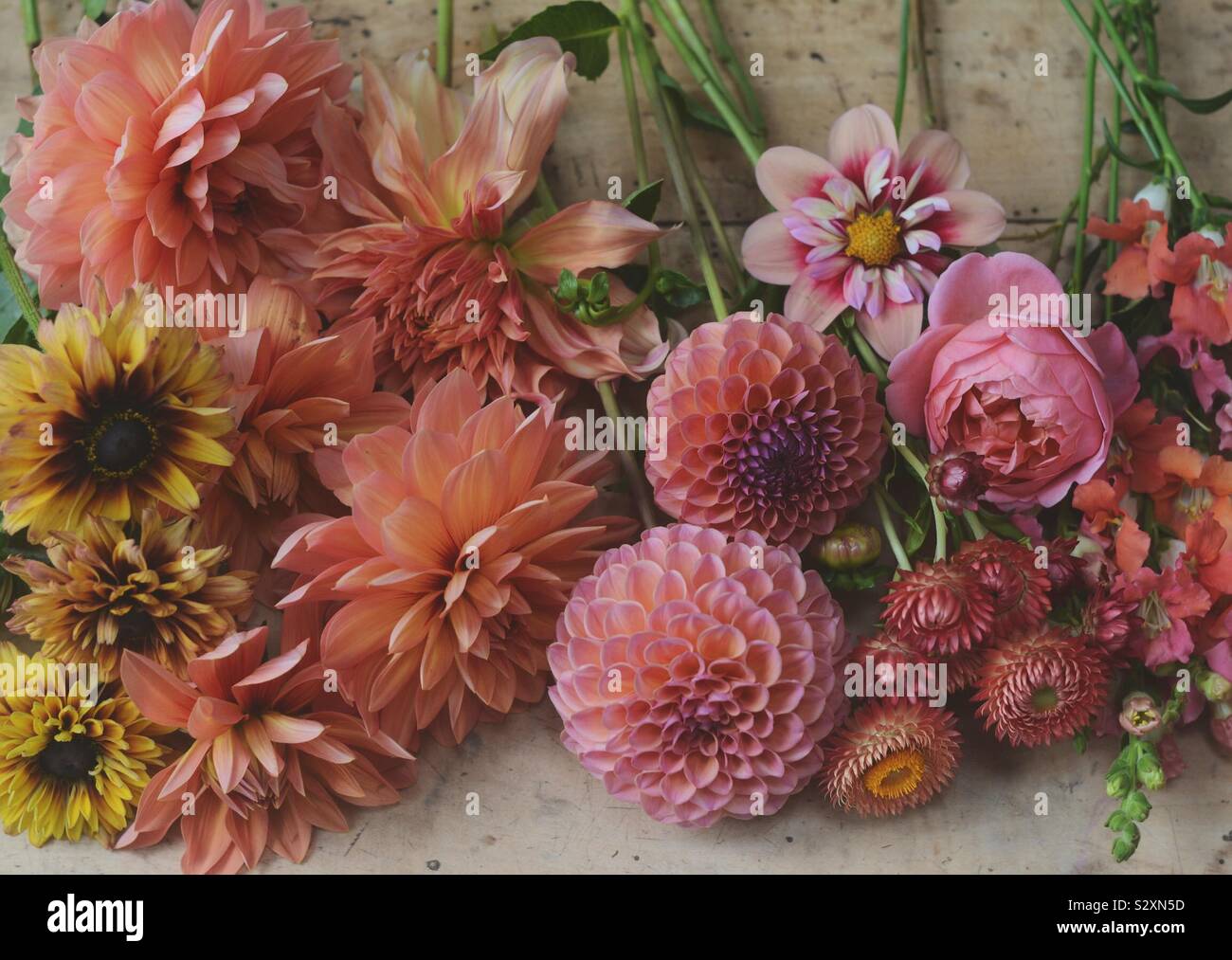 Britische Blumen Stockfoto